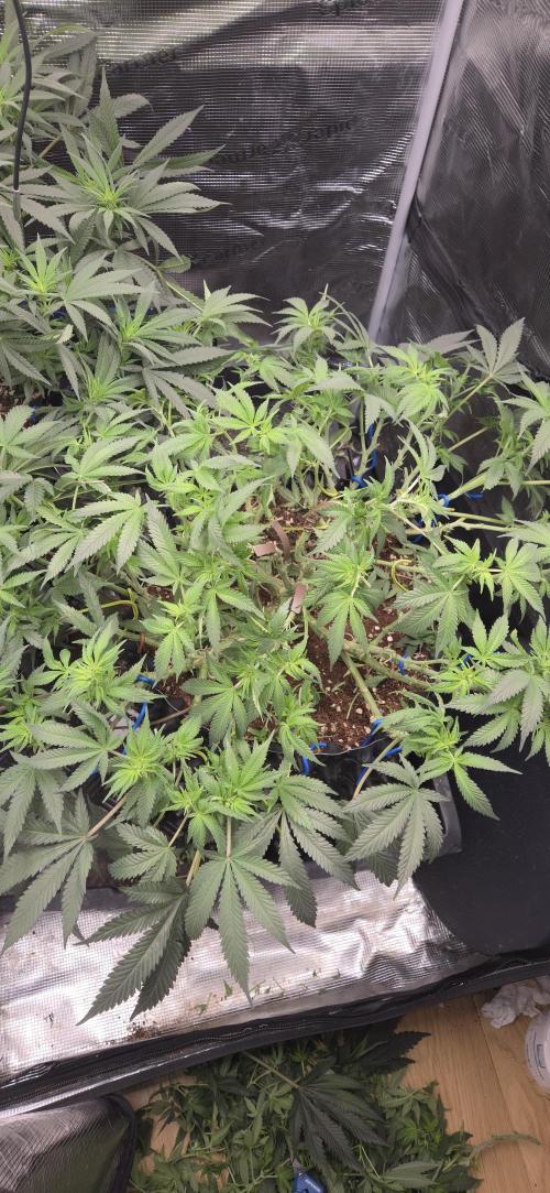 Crystal Candy. Week 8