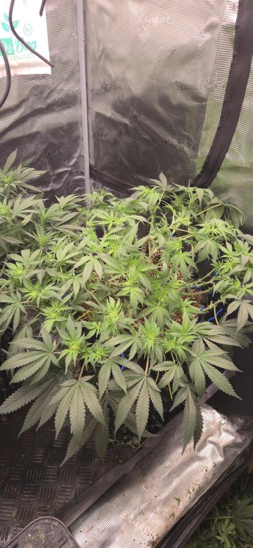 Crystal Candy. Week 8
