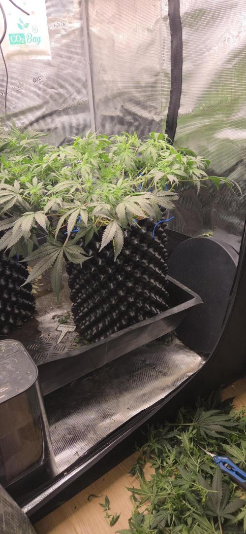 Crystal Candy. Week 8