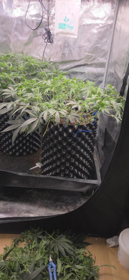 Crystal Candy. Week 8