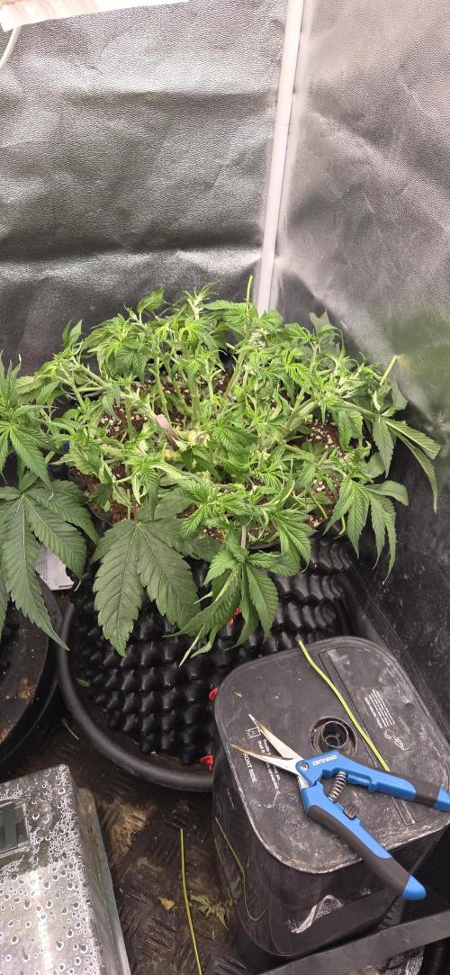 Frozen black cherry. Week 7