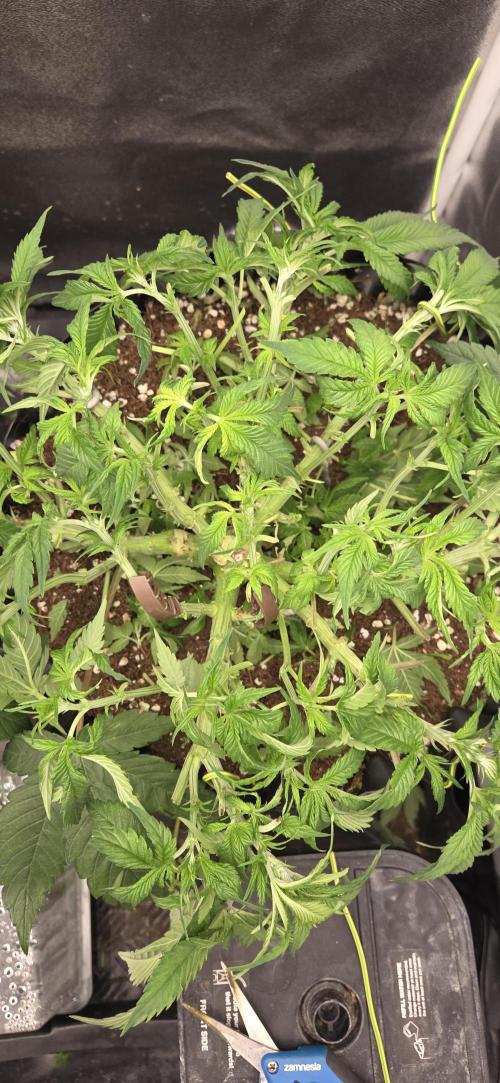 Frozen black cherry. Week 7