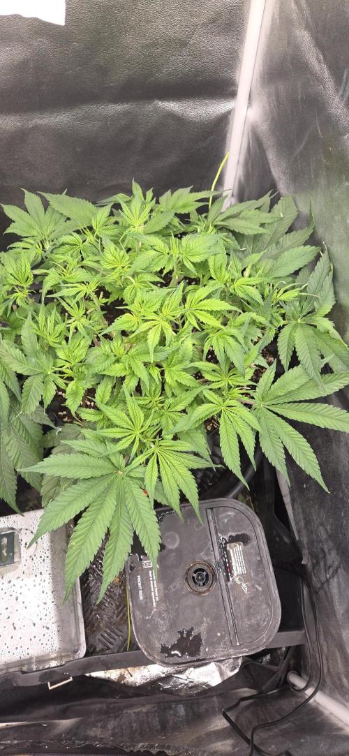 Frozen black cherry. Week 7