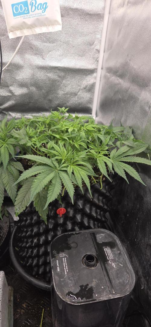 Frozen black cherry. Week 7