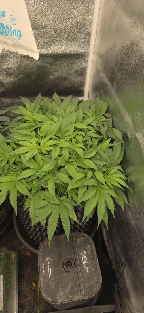 Frozen black cherry. Week 7