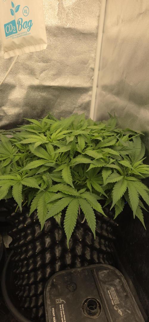 Frozen black cherry. Week 7