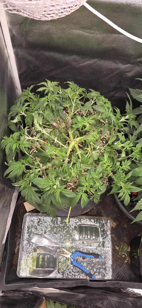 Big Buddha Cheese. Week 7