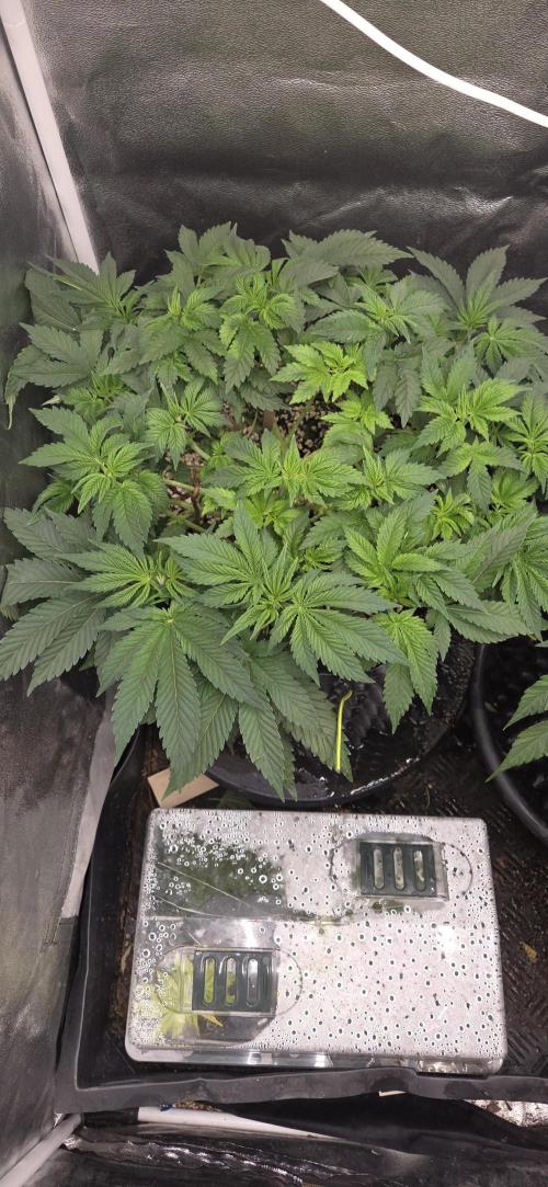 Big Buddha Cheese. Week 7