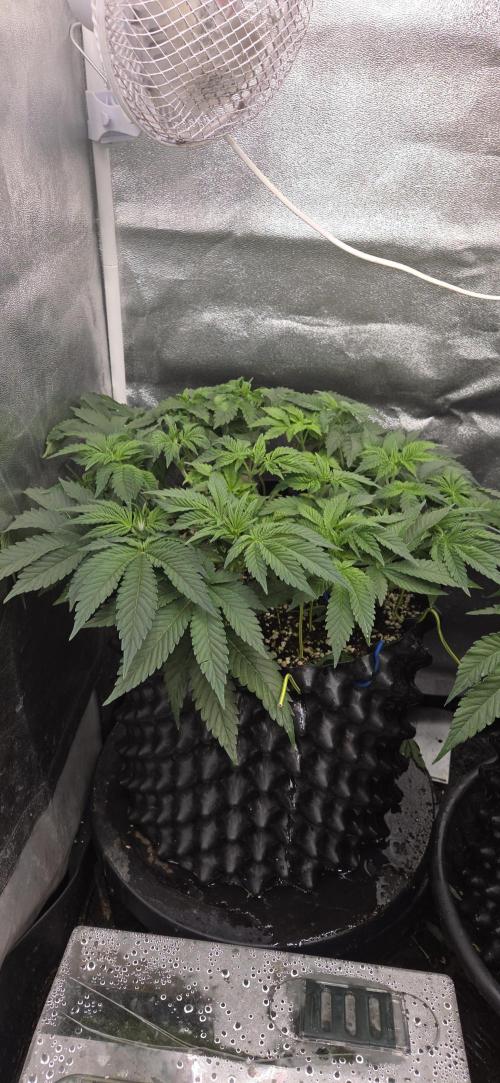 Big Buddha Cheese. Week 7