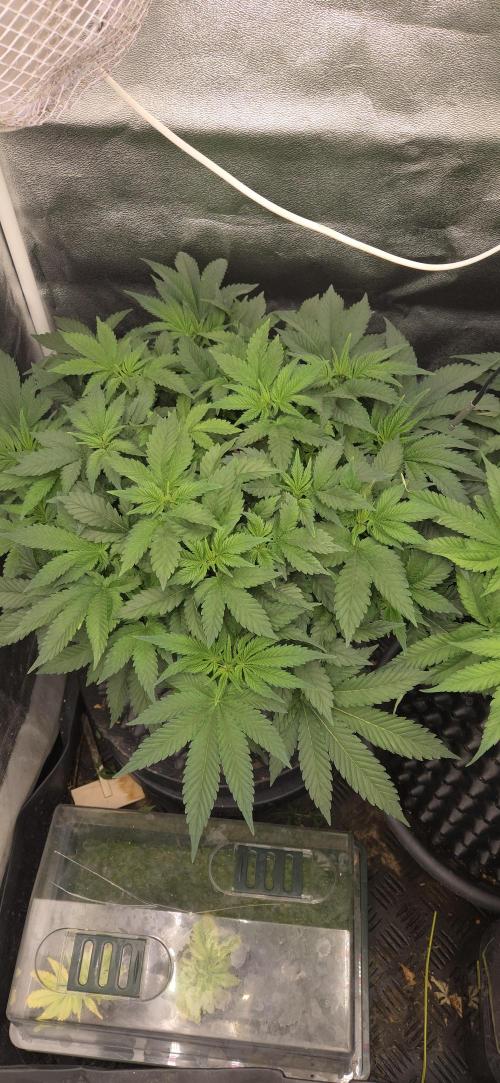 Big Buddha Cheese. Week 7