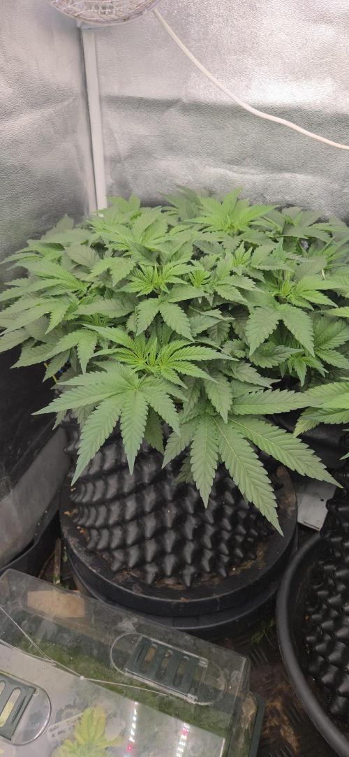 Cheese. Week 7