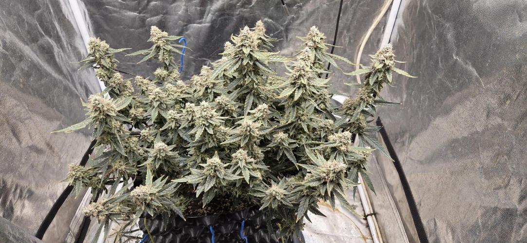 Orion F1 auto. Week 10