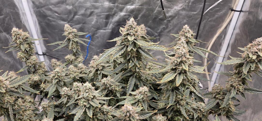 Orion F1 auto. Week 10