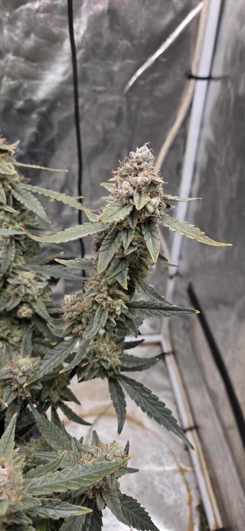 Orion F1 auto. Week 10