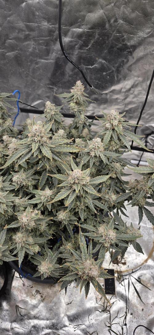 Orion F1 auto. Week 10