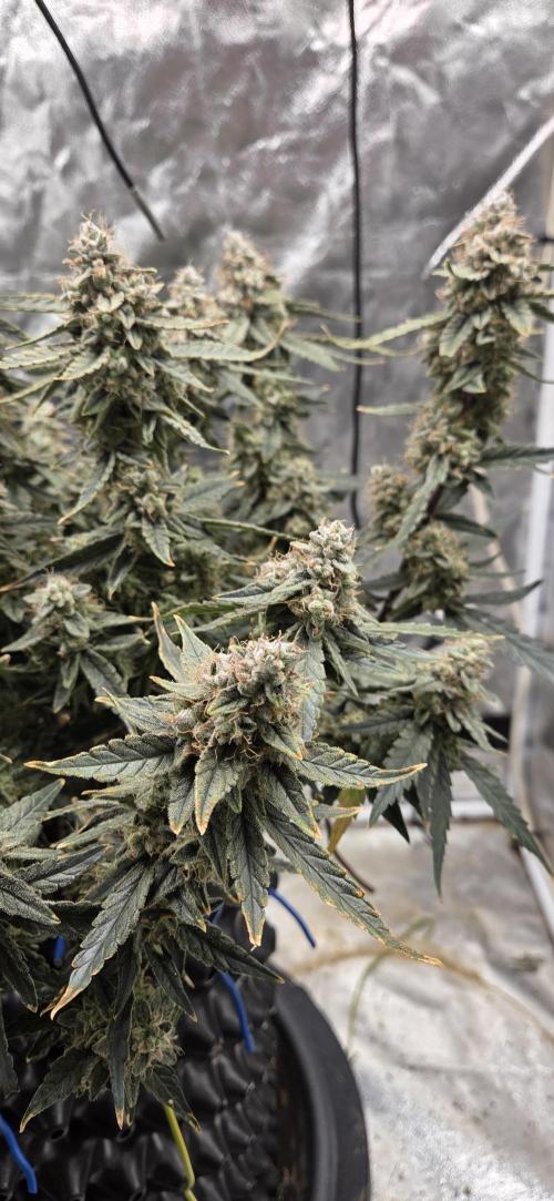 Orion F1 auto. Week 10