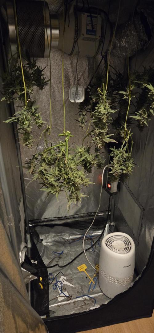 Orion F1 auto. Week 10