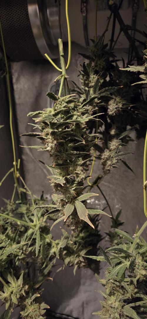 Orion F1 auto. Week 10