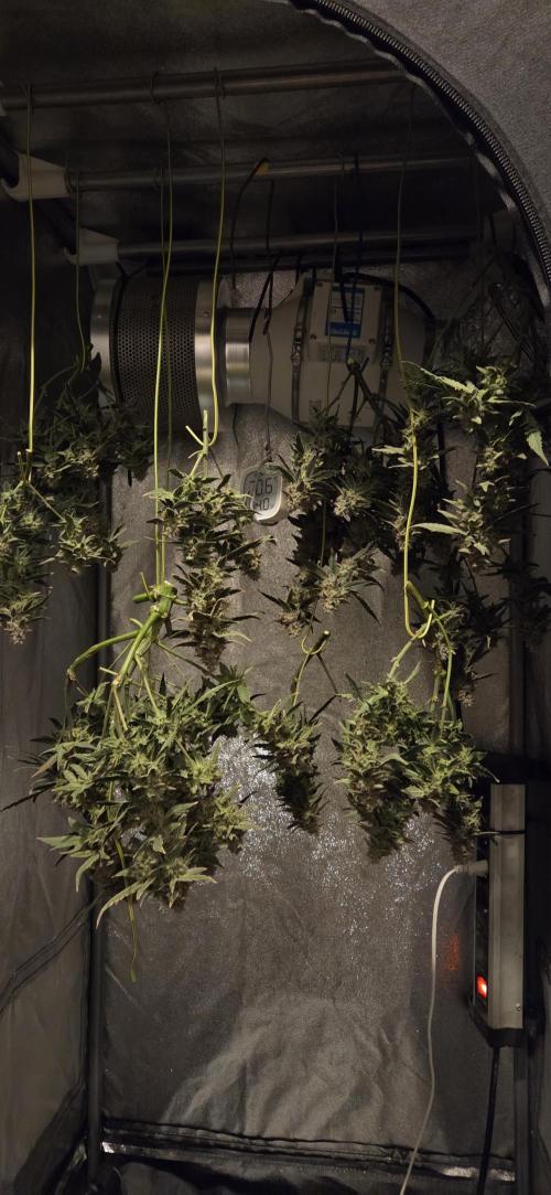 Orion F1 auto. Week 10