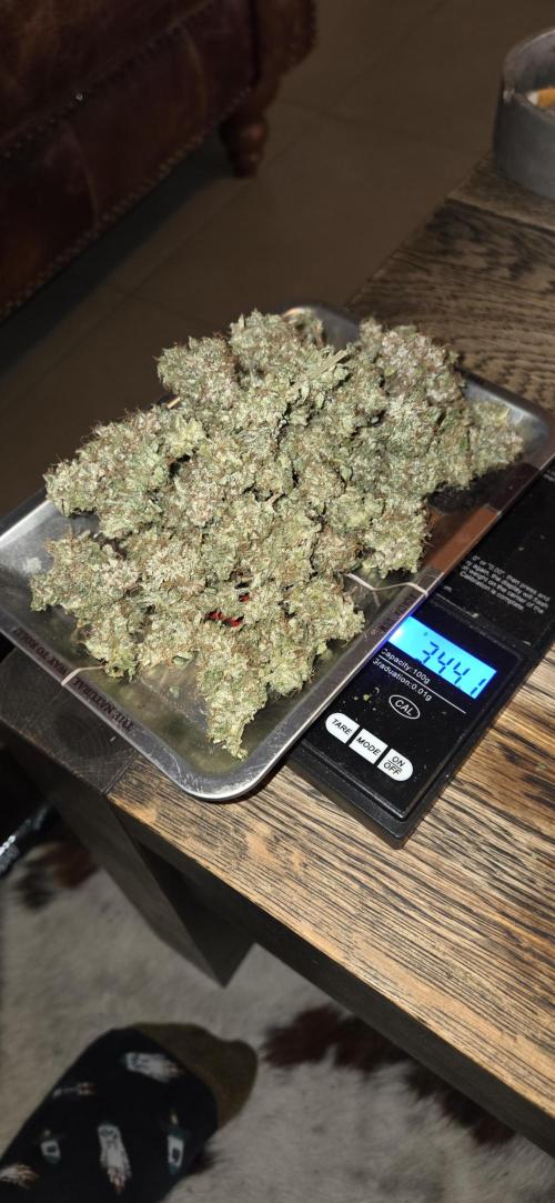 Orion F1 auto. Week 10