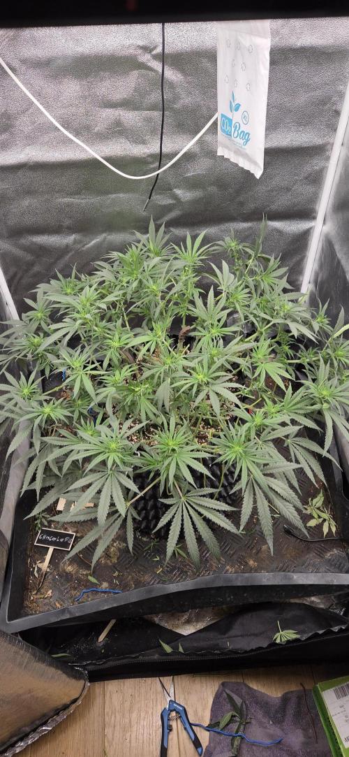 Chocolope. Week 9