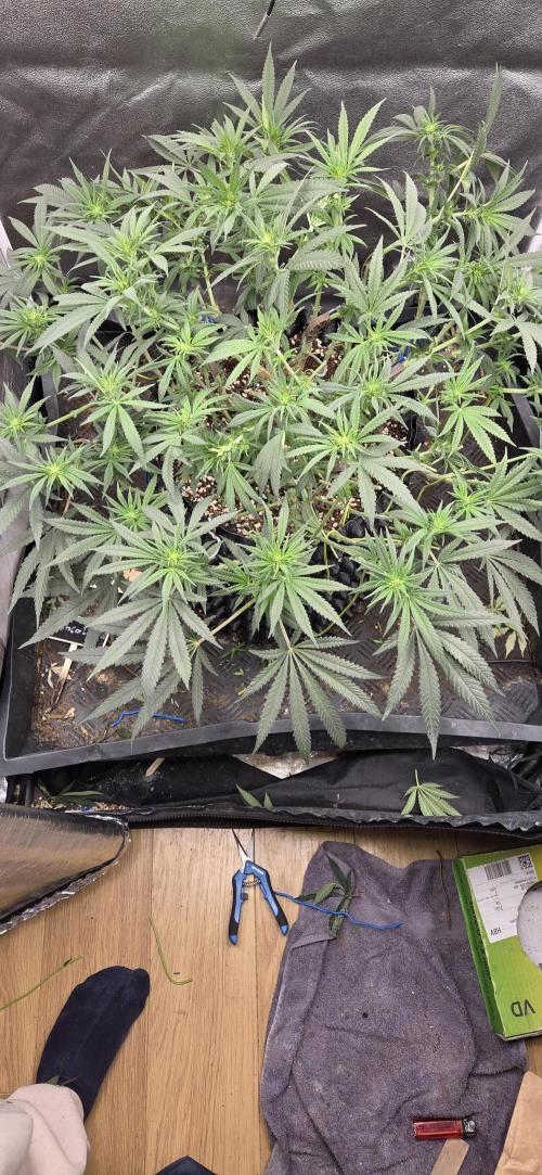 Chocolope. Week 9