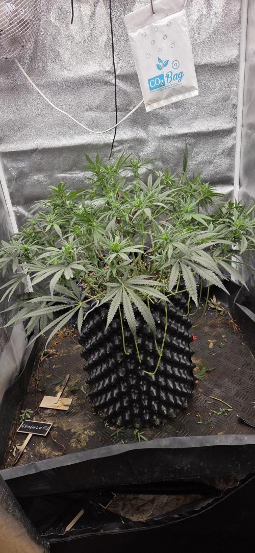 Chocolope. Week 9