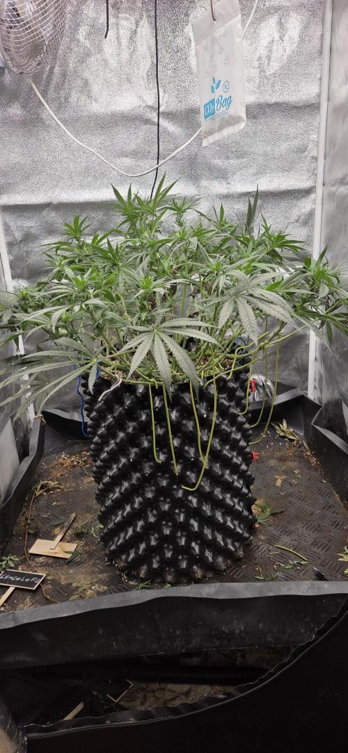 Chocolope. Week 9