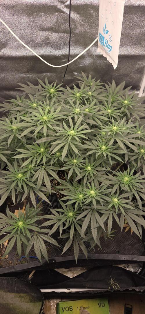 Chocolope. Week 9