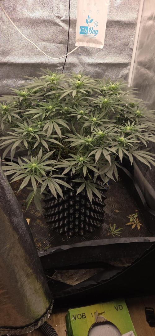 Chocolate Haze. Week 9