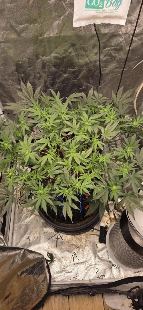 Crystal Candy. Week 9
