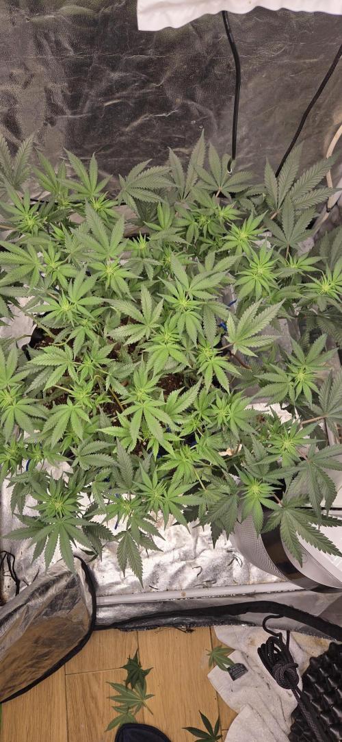 Crystal Candy. Week 9