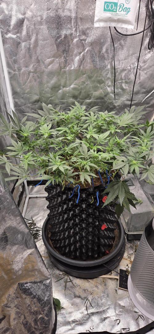 Crystal Candy. Week 9