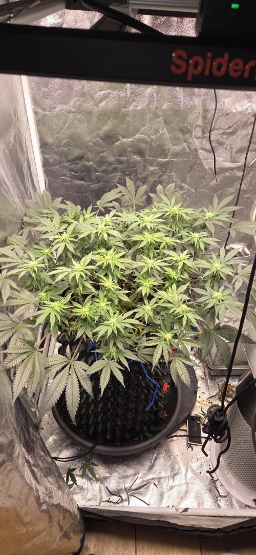 Crystal Candy. Week 9
