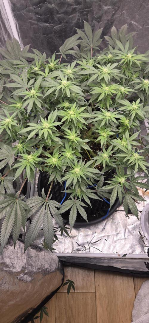 Crystal Candy. Week 9