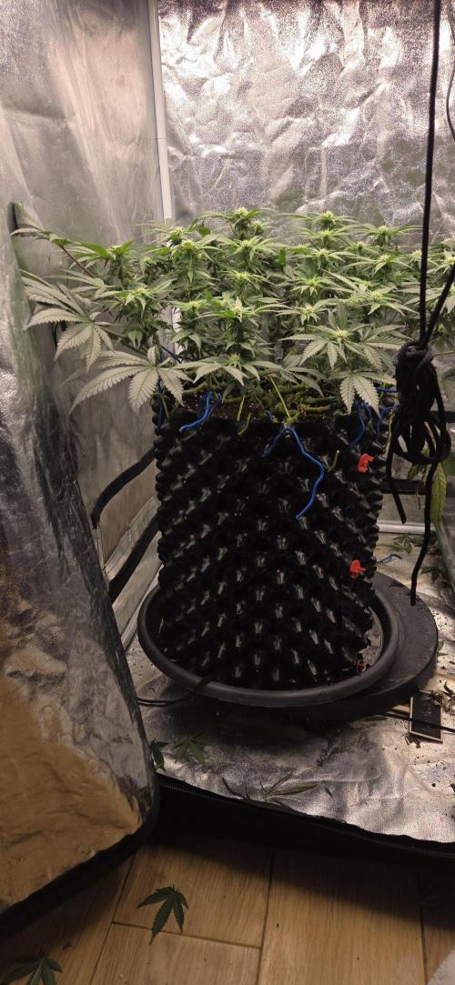 Crystal Candy. Week 9