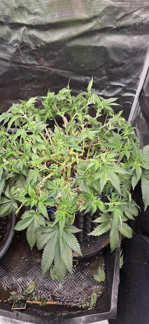 Big Buddha Cheese. Week 8