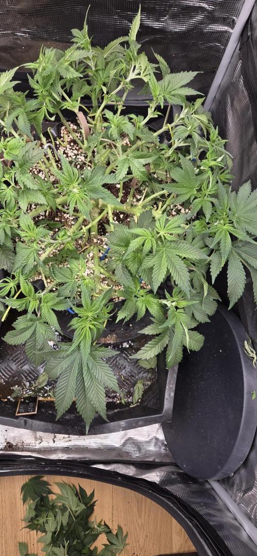 Big Buddha Cheese. Week 8
