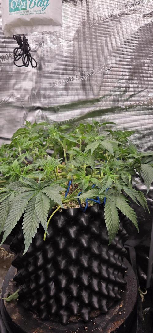 Big Buddha Cheese. Week 8