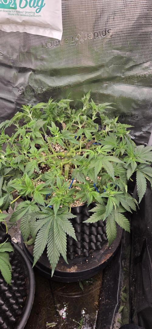 Big Buddha Cheese. Week 8