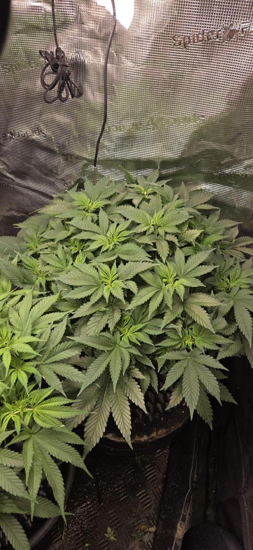Big Buddha Cheese. Week 8