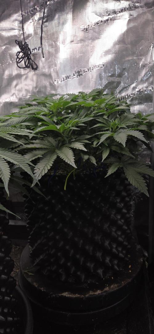 Big Buddha Cheese. Week 8