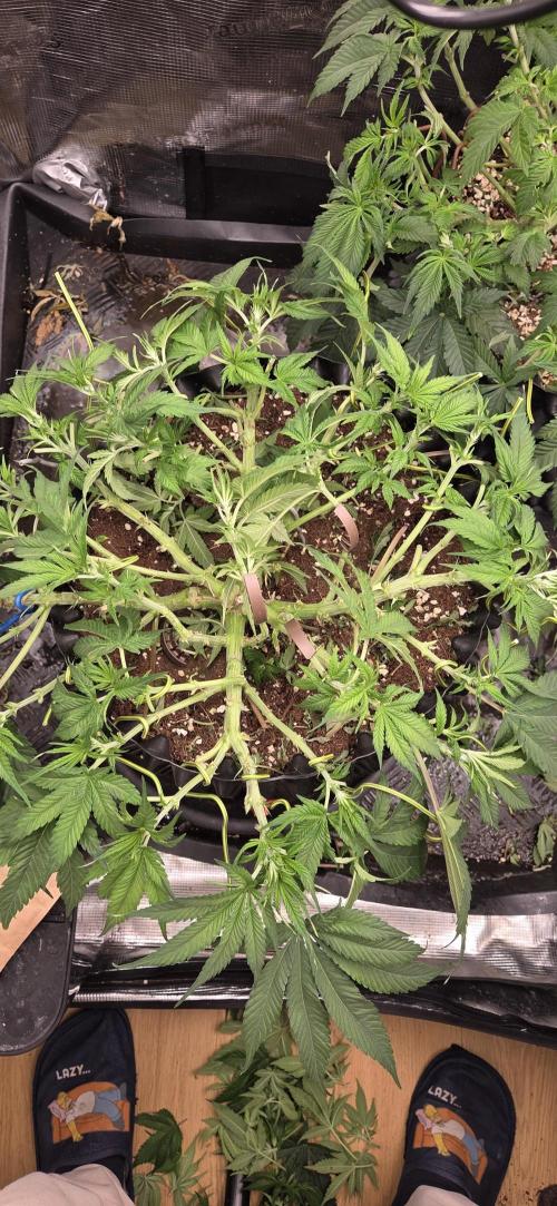 Frozen black cherry. Week 8