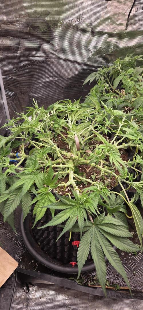 Frozen black cherry. Week 8