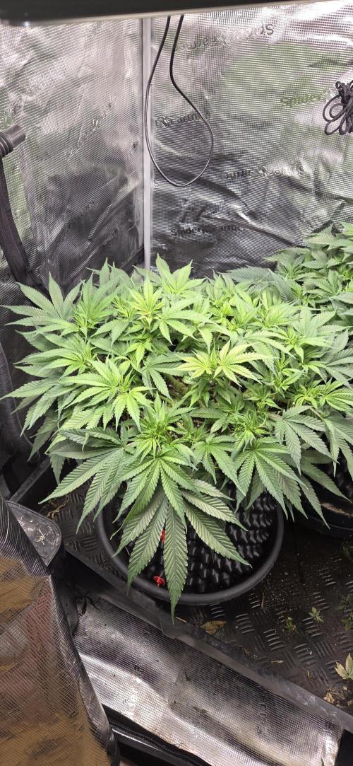 Frozen black cherry. Week 8