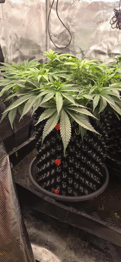 Frozen black cherry. Week 8