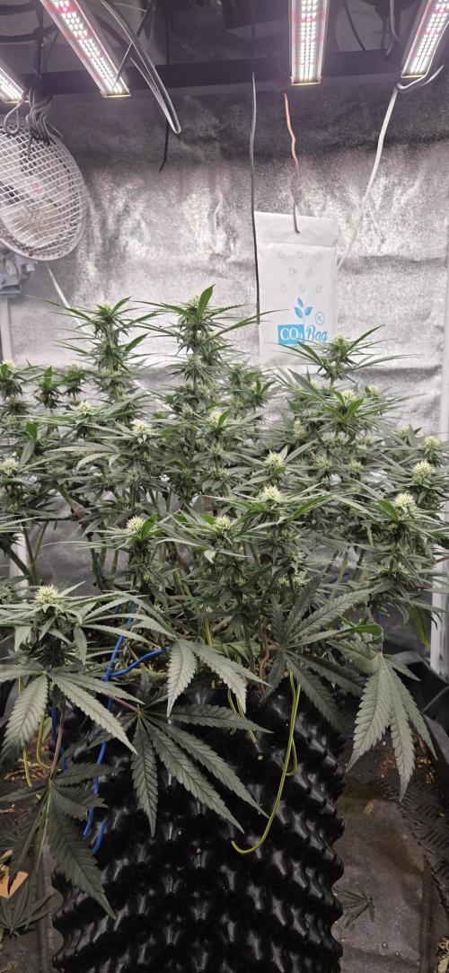 Chocolope. Week 10