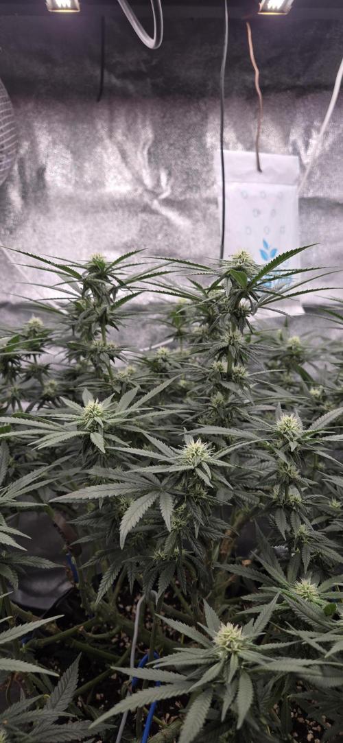 Chocolope. Week 10