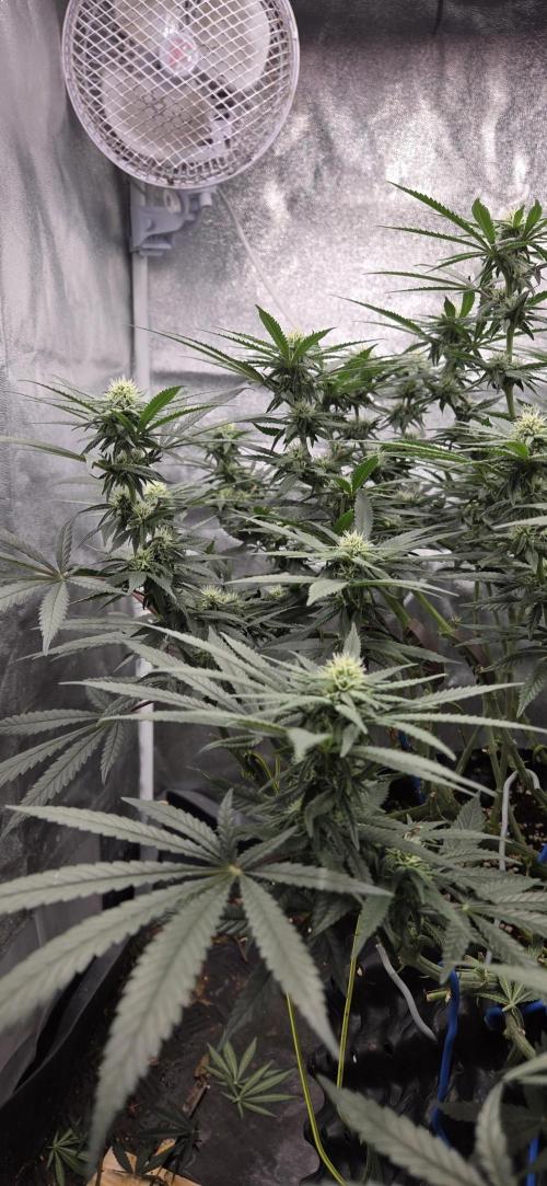 Chocolope. Week 10