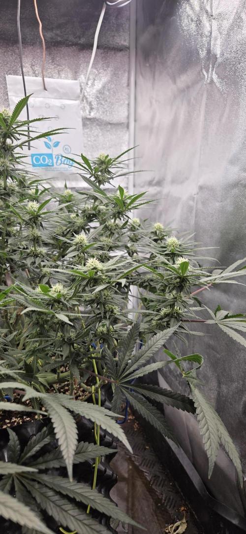 Chocolope. Week 10